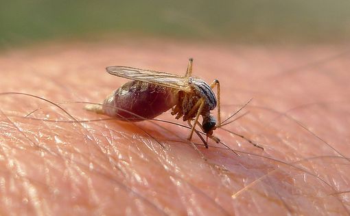 Эксперты уверены, что Израиль защищен от вируса Зика