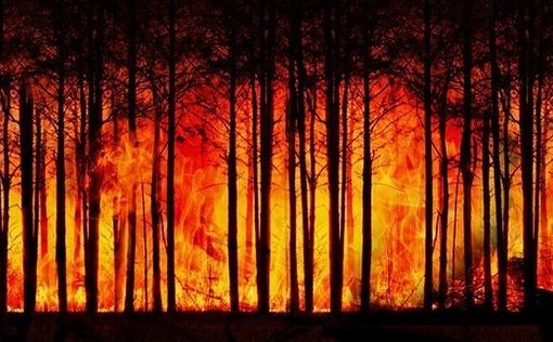 В Израиле продолжают бушевать лесные пожары