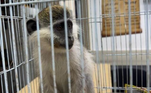 Полиция Израиля спасла еще двух мартышек в Негеве | Фото: Полиция Израиля